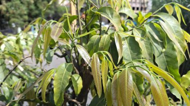 Bahçede yeşil yapraklar