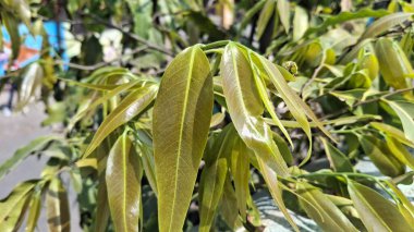 Güzel botanik fotoğrafı, doğal duvar kağıdı.