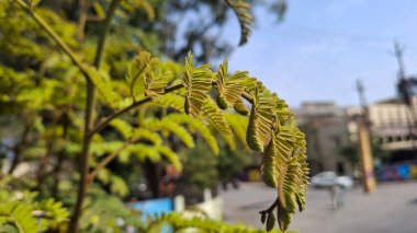 Bahçedeki bir ağacın yeşil yaprakları