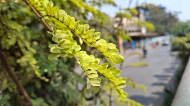 Yeşil yaprakları kapat