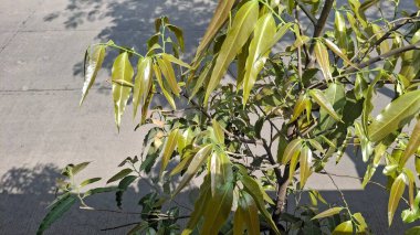 Yeşil yapraklar, bitki örtüsü ve yapraklar, doğa yaprakları.