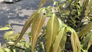 Bahçede yeşil yapraklar