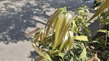 yeşil yaprak dokusu arkaplanı