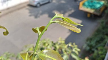 Bahçede yeşil yapraklar