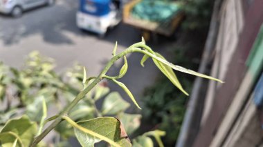 Bahçede yeşil yapraklar