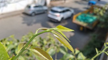 Bahçedeki yeşil bitki