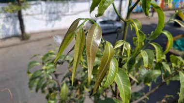 Bahçede yeşil yapraklar