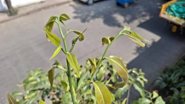 Güzel bir bitkinin yakınında.