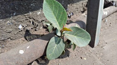 Yerde yeşil yapraklar