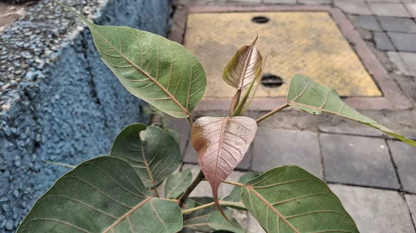 Bahçede yeşil yapraklar