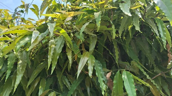 yeşil yapraklar, bitki yaprakları