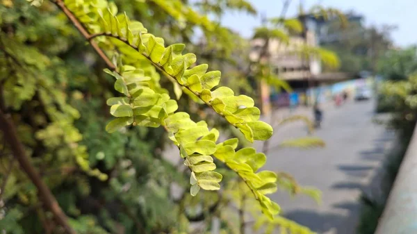 Yeşil yaprakları kapat