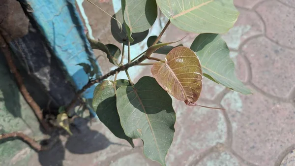 beyaz ve kahverengi renkli yeşil yaprak