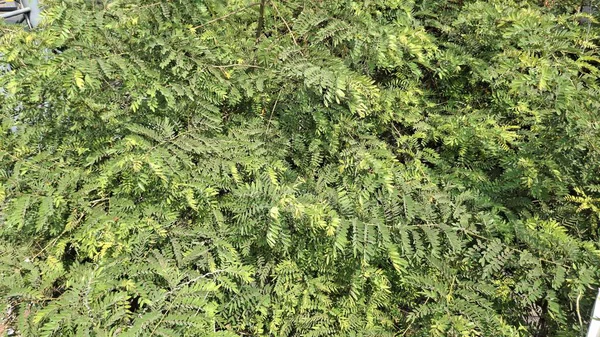 Ağaçtaki yeşil yapraklar