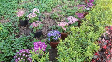 Güzel botanik fotoğrafı, doğal duvar kağıdı.