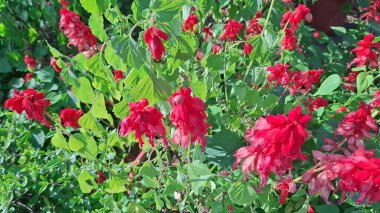 Bahçedeki çalıların üzerinde kırmızı ve beyaz çiçekler