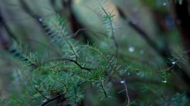 Yeşil eğreltiotu dallarını çiğ damlalarıyla kapamak, botanikçi numuneleri incelemek, doğa fotoğrafçısı Bokeh 'i çerçevelemek, ekolojist kayıt