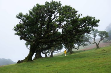 Sisli yamaçtaki meşe ağacının yanında sarı yağmurluk giyen fotoğrafçı, uzak vadiyi çevreleyen bükülmüş sandık, dramatik bir şekilde hazırlanmış kamera.