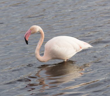 Büyük Flamingo (Phoenicopterus çevresi) 