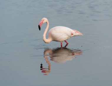Flamingo bir su birikintisi suya yansıyan