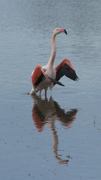 Större Flamingo Phoenicopterus ruber, fin rosa stor fågel, dans i vattnet, djur i naturen livsmiljöen — Stockfoto