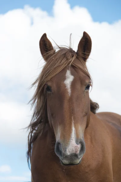 Horse Head Portrait in a summer cloudy sky — Stock Photo, Image