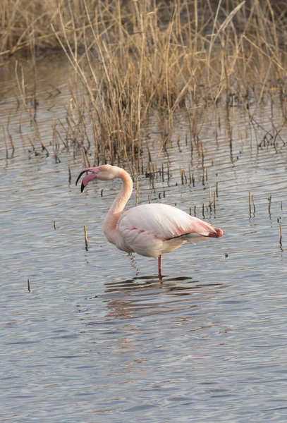 Flamingo Tarka z otwartymi ustami — Zdjęcie stockowe