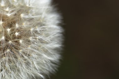 Karahindiba'nın tohum kafa soldaki
