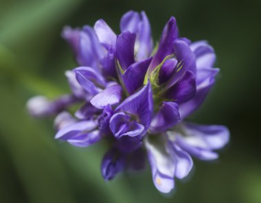 Makro yonca, Medicago sativa, lucerne olarak da bilinir