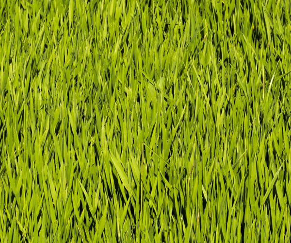 Field of fresh green grass texture as a background — Stock Photo, Image