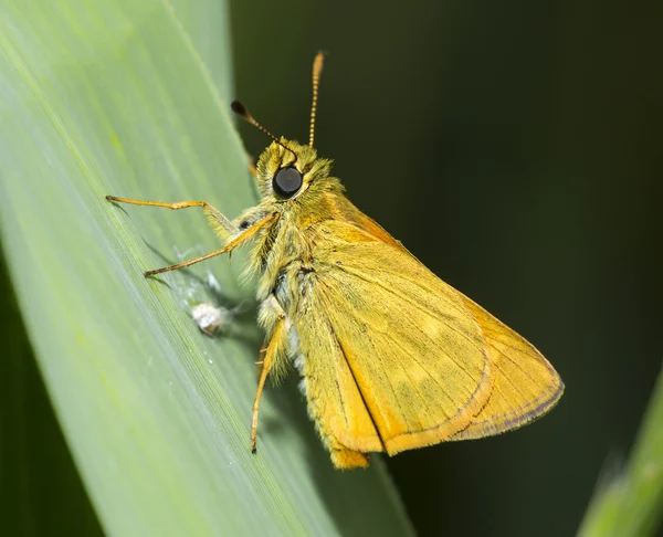 Macro of large skipper, an orange butterfly on a leaf — Stock Photo, Image