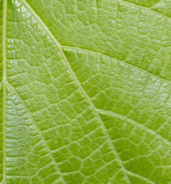 Macro of leaf structure. Nature background or wallpaper.