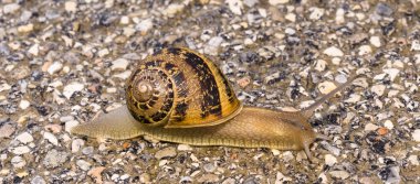 Yavaş yavaş beton zemin üzerinde sürünerek salyangoz