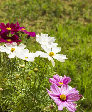 Yeşil çayır üzerinde renkli güzel papatyalar