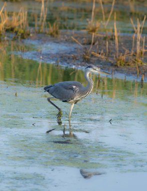 Güzel gri balıkçıl gölette