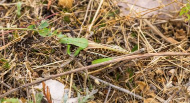 Güzel yeşil çekirge yeşil çimlerde