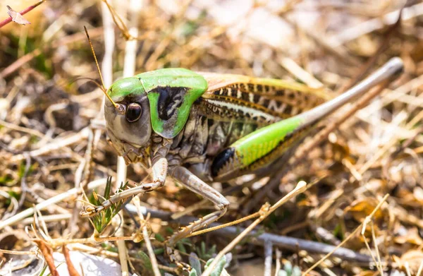 Bella Cavalletta Verde Erba Verde — Foto Stock