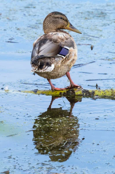 Female mallard duck with reflection in clean water