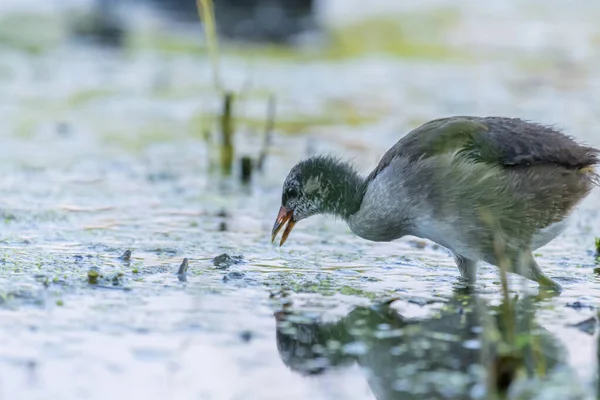 Kolej Wodna Rallus Aquaticus Poszukuje Pożywienia — Zdjęcie stockowe