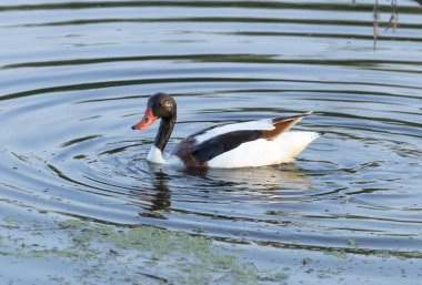 Kabuklu ördek, ördekgiller (Tadorna) familyasından bir kuş türü.
