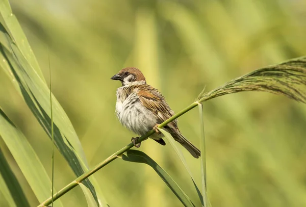 Wróbel Domowy Passer Domesticus Siedzący Małej Gałęzi Ogrodzie — Zdjęcie stockowe