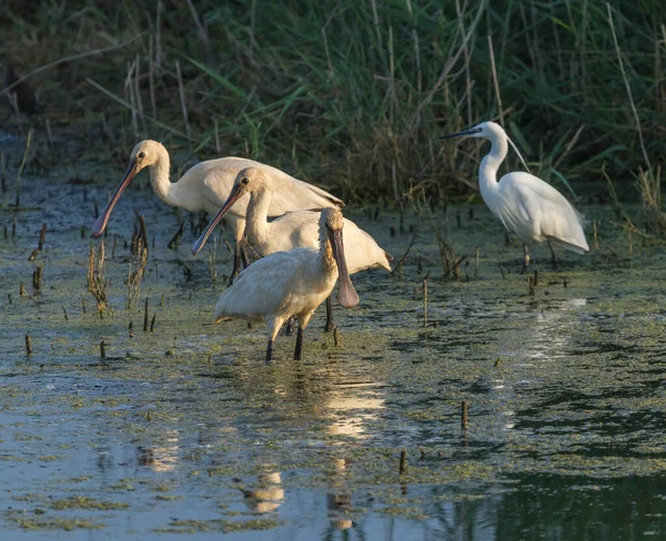 Der Königliche Löffler Ist Ein Großer Vogel Mit Einem Schnabel — Stockfoto