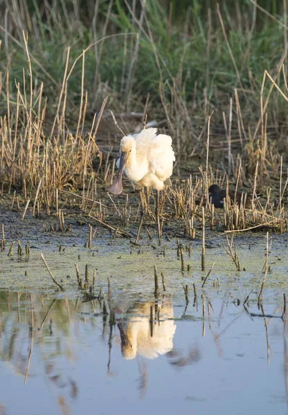 Der Königliche Löffler Ist Ein Großer Vogel Mit Einem Schnabel — Stockfoto