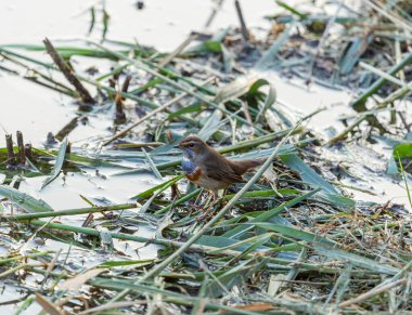 Göl kenarındaki kurumuş dalların arasında mavi boğaz.