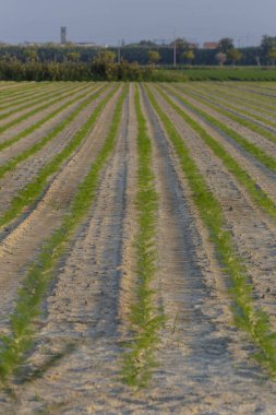 Tarlada çitler büyüyor. Marş. İtalya