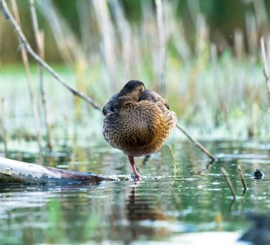 Temiz suda yansıyan dişi yaban ördeği.