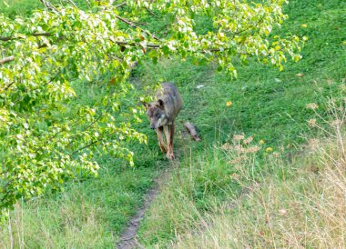 Abruzzo, Lazio ve Molise Ulusal Parkı 'nda tek bir kurt.)