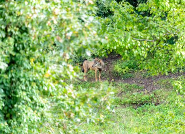 Abruzzo, Lazio ve Molise Ulusal Parkı 'nda tek bir kurt.)