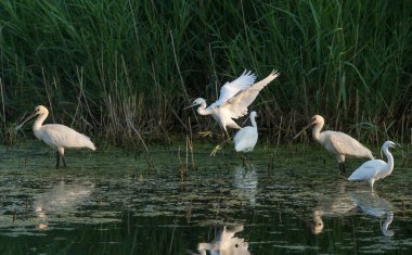 Avrasya kaşık faturaları veya yaygın kaşık faturası (Platalea leucorodia) yeşil arka planda bir gölde duruyor