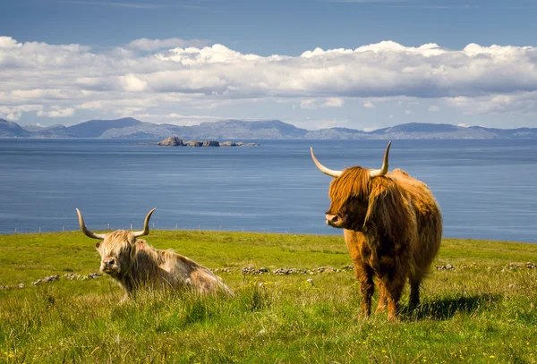 Bovinos em Skye — Fotografia de Stock